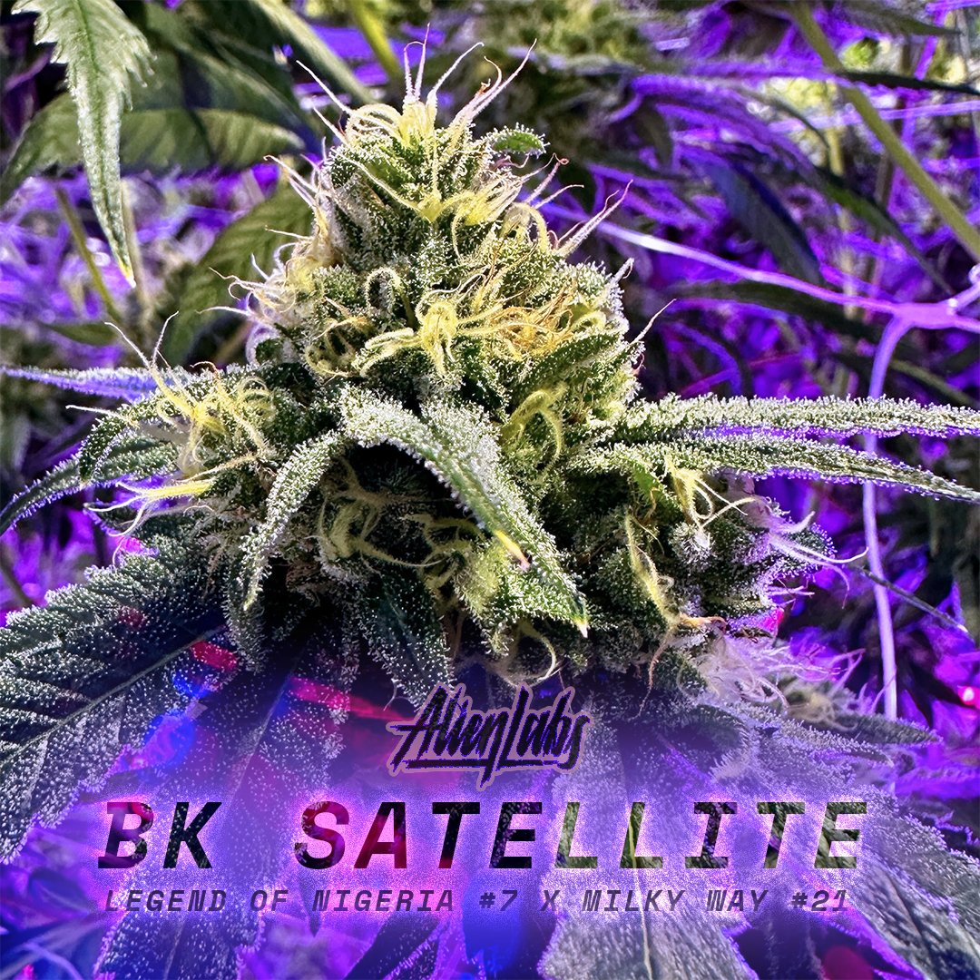 BK Satellite Clone (Bred by @Alienlabs)